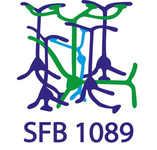 SFB Scientists discover altered grid-cell like representations in the entorhinal cortex of humans with genetic risk for AD. SFB Scientists discover altered grid-cell like representations in the entorhinal cortex of humans with genetic risk for AD.