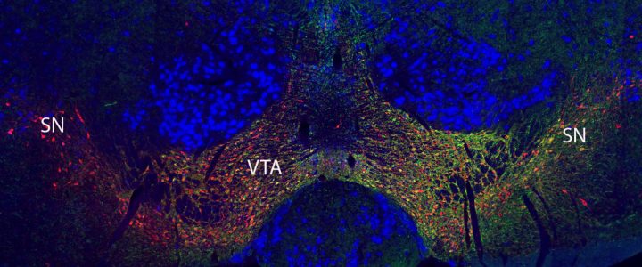 SFB members discover a mesocortical inhibitory circuit SFB members discover a mesocortical inhibitory circuit