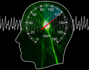 SFB members have identified neural circuits in the brains of mice that are pivotal for movement and navigation in space. SFB members have identified neural circuits in the brains of mice that are pivotal for movement and navigation in space.